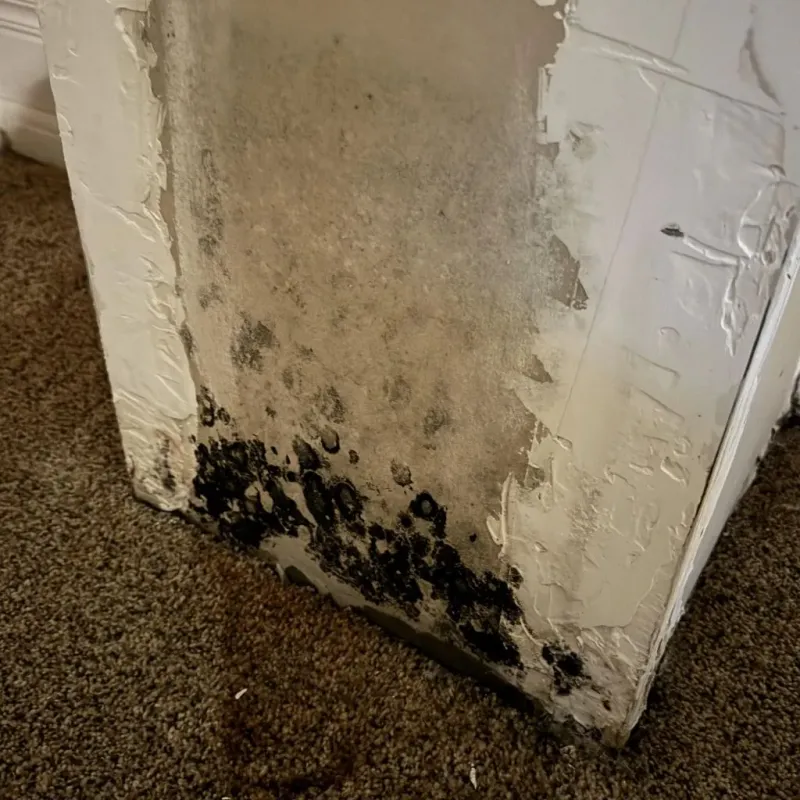 Professional Mold Removal in Camden, DE